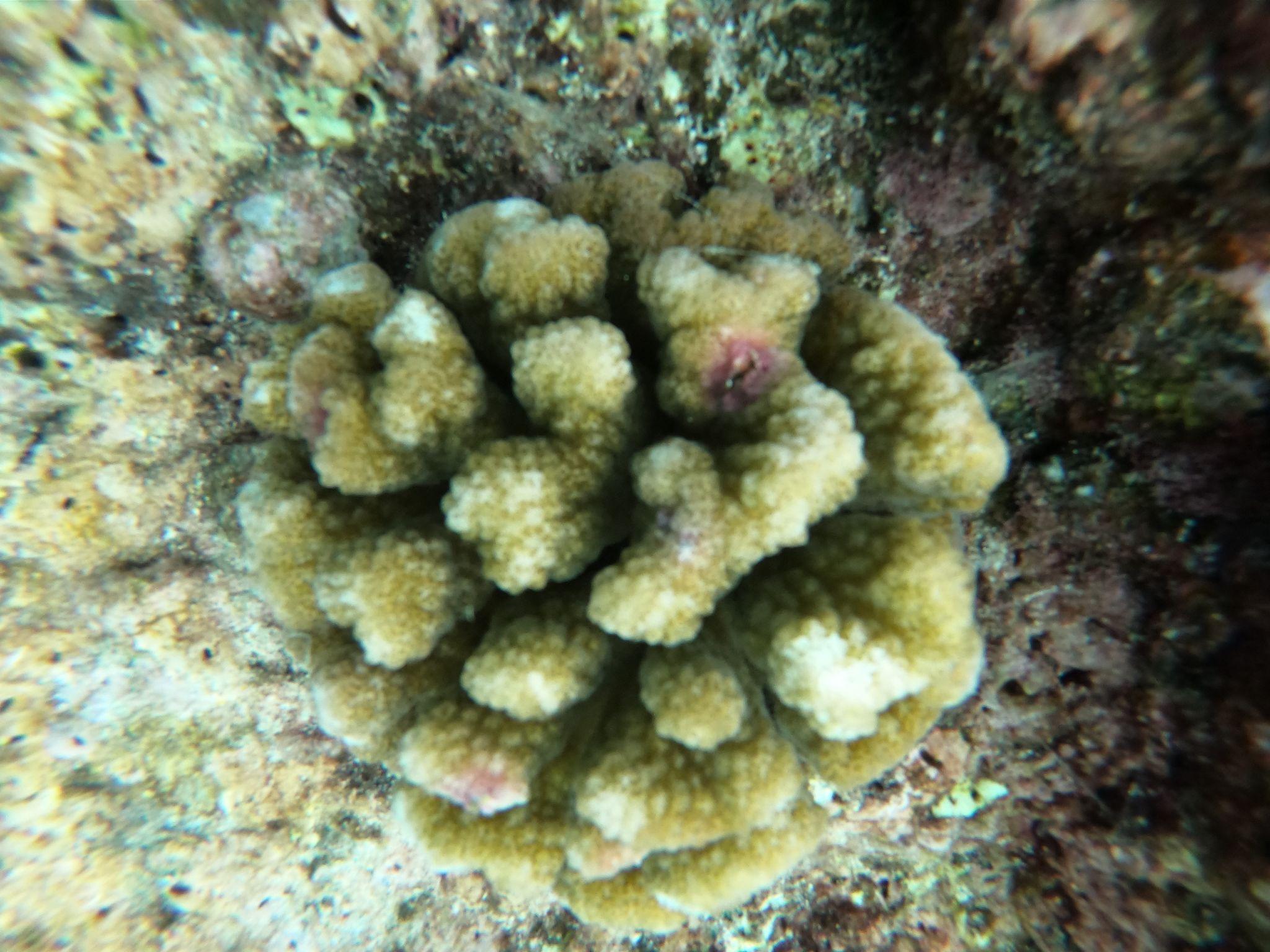 Thumbnail for Machine Learning Coral Research